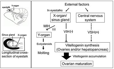 Insights on Molecular Mechanisms of Ovarian Development in Decapod Crustacea: Focus on Vitellogenesis-Stimulating Factors and Pathways